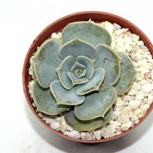 Foto de un cactus que se está identificando actualmente