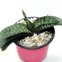 Una foto de Gasteria carinata var. verrucosa