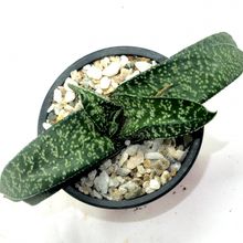 Una foto de Gasteria carinata var. verrucosa