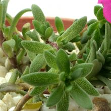 A photo of Portulaca amilis  