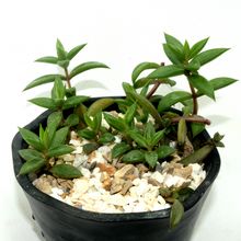 Una foto de Lenophyllum acutifolium  