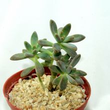 A photo of Graptosedum cv. Francesco Baldi
