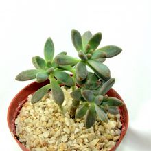 A photo of Graptosedum cv. Francesco Baldi