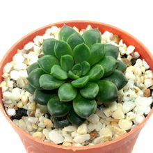Foto de un cactus que se está identificando actualmente