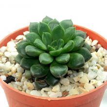 Foto de un cactus que se está identificando actualmente