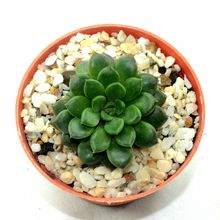Foto de un cactus que se está identificando actualmente