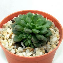 Foto de un cactus que se está identificando actualmente