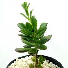 Foto de un cactus que se está identificando actualmente