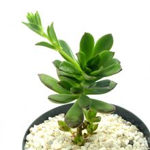Foto de un cactus que se está identificando actualmente