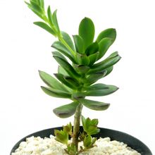 Foto de un cactus que se está identificando actualmente