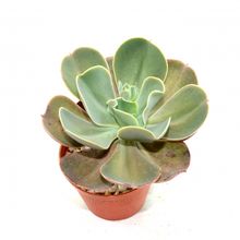 Una foto de Echeveria gibbiflora  