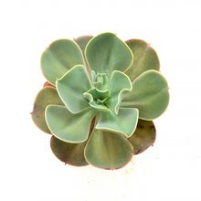 Una foto de Echeveria gibbiflora  