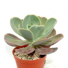 Una foto de Echeveria gibbiflora  