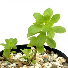 Una foto de Sedum kimnachii