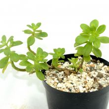 Una foto de Sedum kimnachii