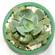 A photo of Echeveria runyonii