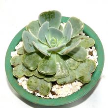 A photo of Echeveria runyonii