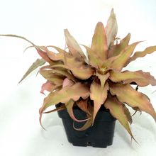Una foto de Cryptanthus acaulis