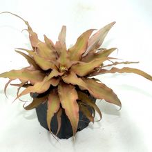 Una foto de Cryptanthus acaulis