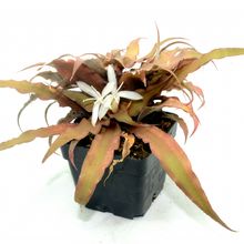 Una foto de Cryptanthus acaulis