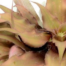 Una foto de Cryptanthus acaulis