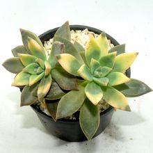 Foto de un cactus que se está identificando actualmente