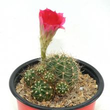 Una foto de Echinopsis arachnacantha subsp. densiseta