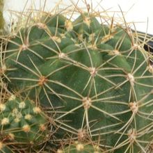 Una foto de Echinopsis arachnacantha subsp. densiseta