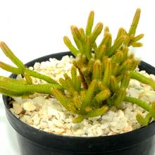 Foto de un cactus que se está identificando actualmente