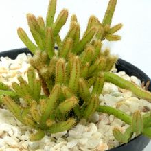Foto de un cactus que se está identificando actualmente