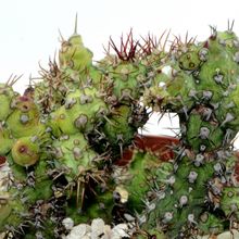 A photo of Euphorbia baioensis fma. monstruosa