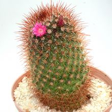 A photo of Mammillaria spinosissima cv. Super Red