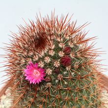 A photo of Mammillaria spinosissima cv. Super Red