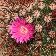 A photo of Mammillaria spinosissima cv. Super Red