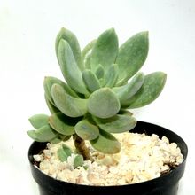 Foto de un cactus que se está identificando actualmente