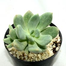 Foto de un cactus que se está identificando actualmente