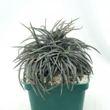 Una foto de Dyckia choristaminea  
