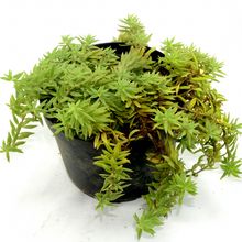 Foto de un cactus que se está identificando actualmente