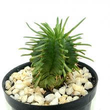 A photo of Euphorbia pulvinata 