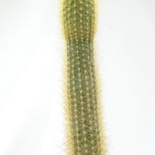 Foto de un cactus que se está identificando actualmente