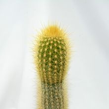Foto de un cactus que se está identificando actualmente