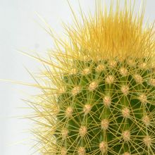 Foto de un cactus que se está identificando actualmente