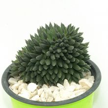 A photo of Sinocrassula yunnanensis