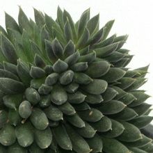 A photo of Sinocrassula yunnanensis