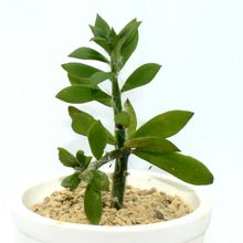 Una foto de Pereskiopsis diguetii