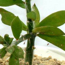 Una foto de Pereskiopsis diguetii