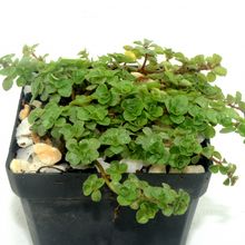 A photo of Sedum spurium