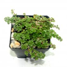 A photo of Sedum spurium