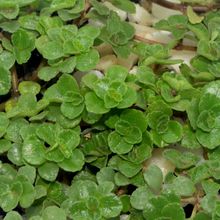 A photo of Sedum spurium