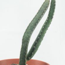 A photo of Cereus spegazzinii